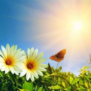 Meet your Posher, Char